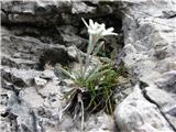 Forca di Dogna in Cima Robinia osamljena planika